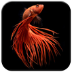 Betta Fish Wallpapers