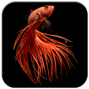 Fonds d'écran Betta Fish APK