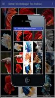 Betta Fish Wallpaper Affiche