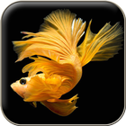 Betta Fish Wallpapers ไอคอน