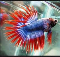 Betta fish Affiche