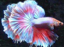 Betta fish screenshot 2