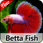 Betta Fish Pictures icône
