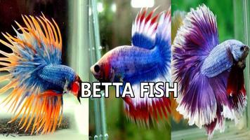Betta Fish Pictures capture d'écran 3