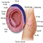 Cẩm Nang Bà Bầu icon