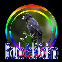پوستر Cantos de Bicudo Pelé Goiano Regional