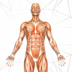 Anatomy AR Book APK