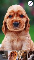 Dog Cute Spaniel Puppy Smart Screen Lock capture d'écran 2