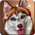 Husky Art Cute Dog Puppy App Lock