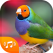 Bird Sounds & Bird Ringtones for Free 2018