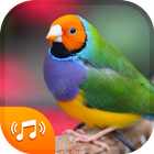 Bird Sounds & Bird Ringtones for Free 2018-icoon