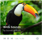 Birds Sounds ไอคอน