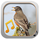 Collection De Sonneries Chants D'oiseaux APK