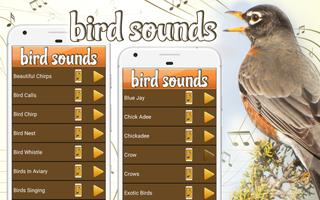 Canto De Pássaros Para Toque De Celular Cartaz