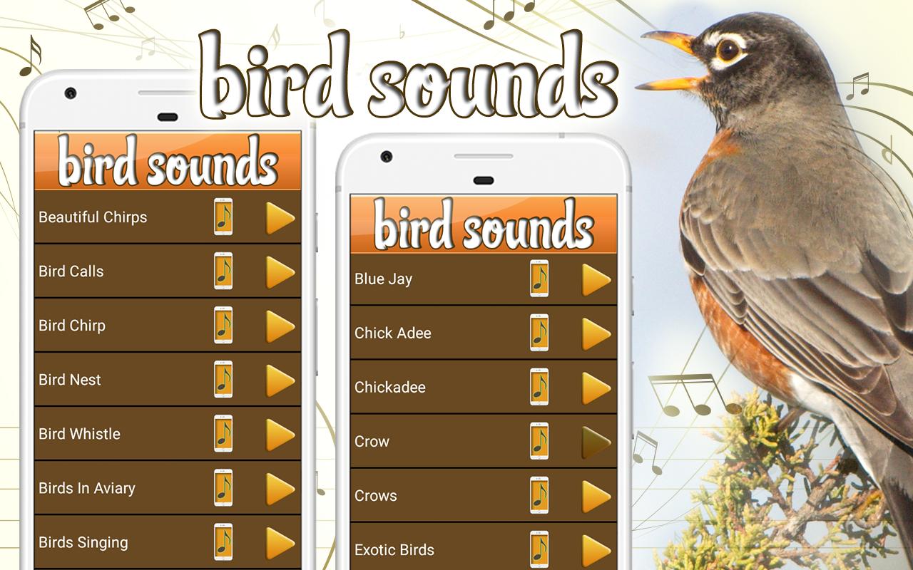 Игра звук птичек. Звук на смс птицы. Bird Sound. Звук птиц на звонок. Рингтон птичка.