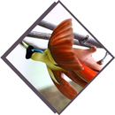 Bird Step APK