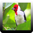 Galo de Campina Canto de Acoite APK