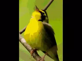 Hintergrundbilder Vogel Hintergrund Gerausche Apk 1 2 Fur Android Herunterladen Die Neueste Verion Von Hintergrundbilder Vogel Hintergrund Gerausche Apk Herunterladen Apkfab Com