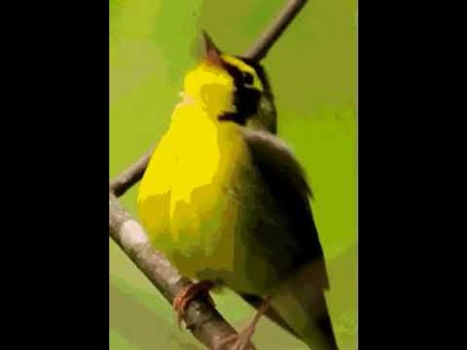 Birds Live Wallpaper With Sound Lock Screen Apk 1 2 Download Birds Live Wallpaper With Sound Lock Screen Apk 1 2 Download
