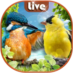 Птицы Живые Обои 🐦 Интерактивные Обои