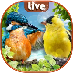 無料でライブ壁紙 鳥 ロック画面アニメ Apkアプリの最新版 Apk1 2をダウンロード Android用 ライブ壁紙 鳥 ロック画面アニメ アプリダウンロード Apkfab Com Jp