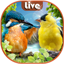 Birds Live Wallpaper with Sound 🐦 Lock Screen APK