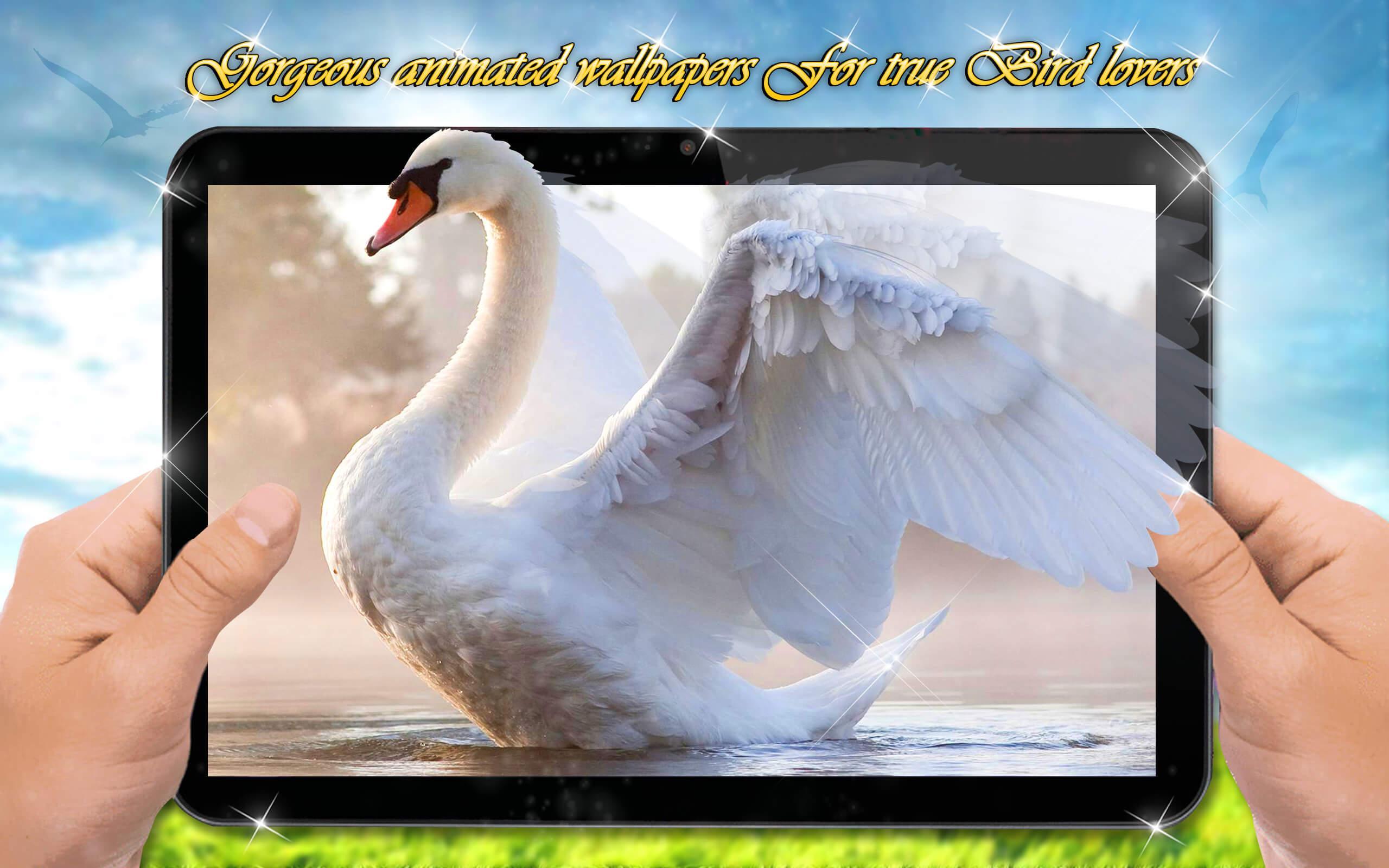 600+ Wallpaper Bagus Burung HD Terbaru 600+ Wallpaper Bagus Burung HD Terbaru