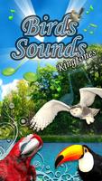 Birds Sounds Affiche