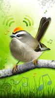 Birds Sounds تصوير الشاشة 3