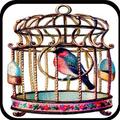 Bird Cage Idea
