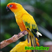 Burung Hias For Android Apk Download