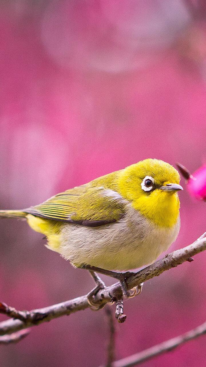 Android 用の 鳥ライブ壁紙 かわいい画像 Apk をダウンロード Android 用の 鳥ライブ壁紙 かわいい画像 Apk をダウンロード