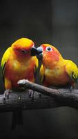 Birds Live Wallpaper پوسٹر