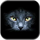 Chats Noirs Fond D'écran Animé APK