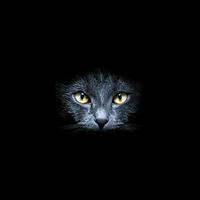 Zwarte Kat Live Achtergronden-poster