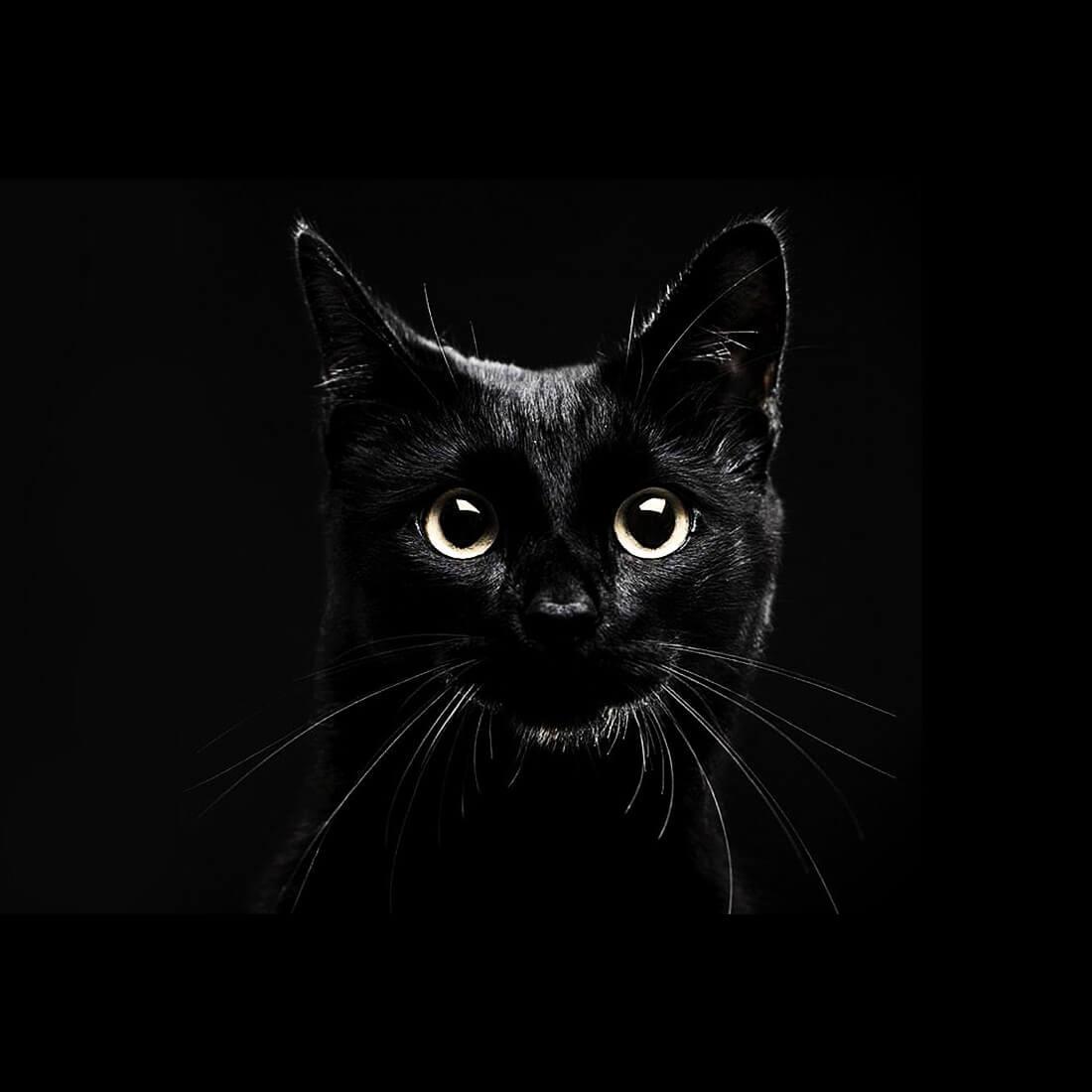 Android 用の 黒猫ライブ壁紙 Apk をダウンロード