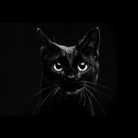 Black Cats Live Wallpaper screenshot 1