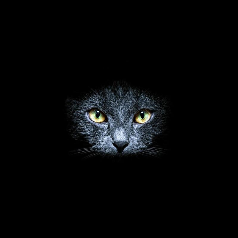 Black Cats Live Wallpaper APK Download - Free Personalization APP for Android | APKPure.com