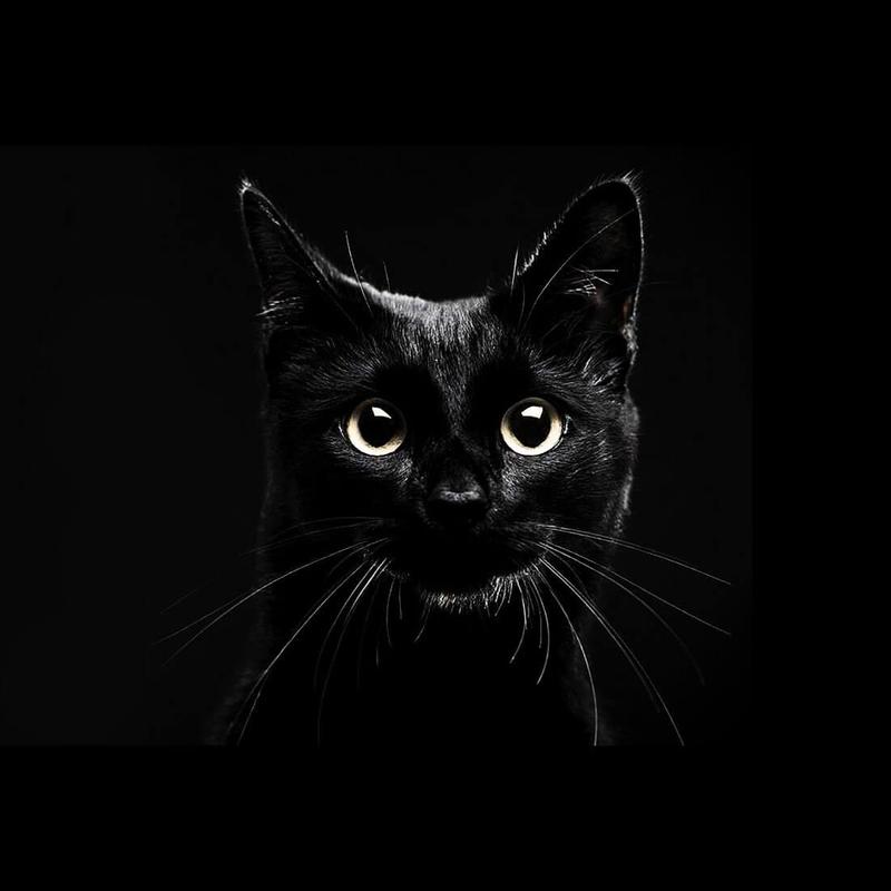 Black Cats Live Wallpaper APK Download - Free Personalization APP for Android | APKPure.com