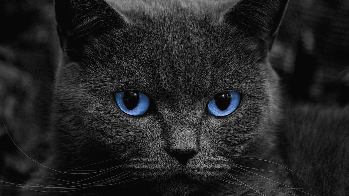 Black Cats Live Wallpaper APK Download Free Black Cats Live Wallpaper APK Download Free