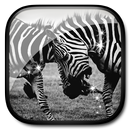 Black And White Live Wallpaper APK