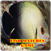 Fish Game-Black Angel Fish Matches Game