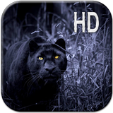 Schwarzer Panther Hintergrund Zeichen