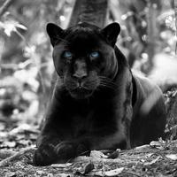 Panther Hitam Gambar Animasi screenshot 3