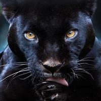 Schwarzer Panther Hintergrund Plakat