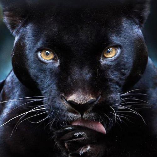 Pantera Nera Sfondi Animati for Android - APK Download
