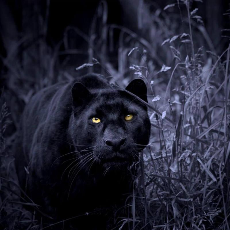 Schwarzer Panther Hintergrund APK-Download - Kostenlos ...
