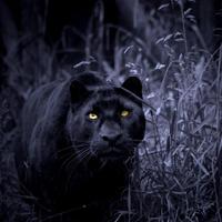 Schwarzer Panther Hintergrund Screenshot 1