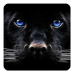 Schwarzer Panther