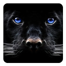 Black Panther Live Wallpaper APK